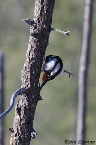 Great Spotted Woodpecker - ML620342490