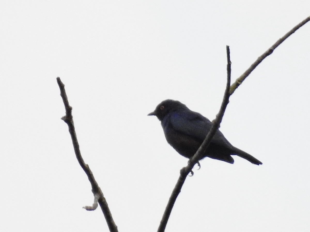 Black-bellied Starling - ML620342503