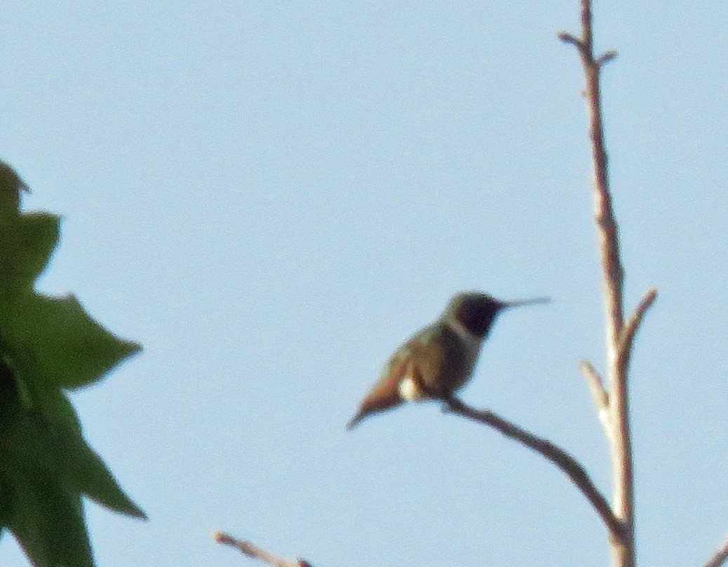 Ruby-throated Hummingbird - ML620342504