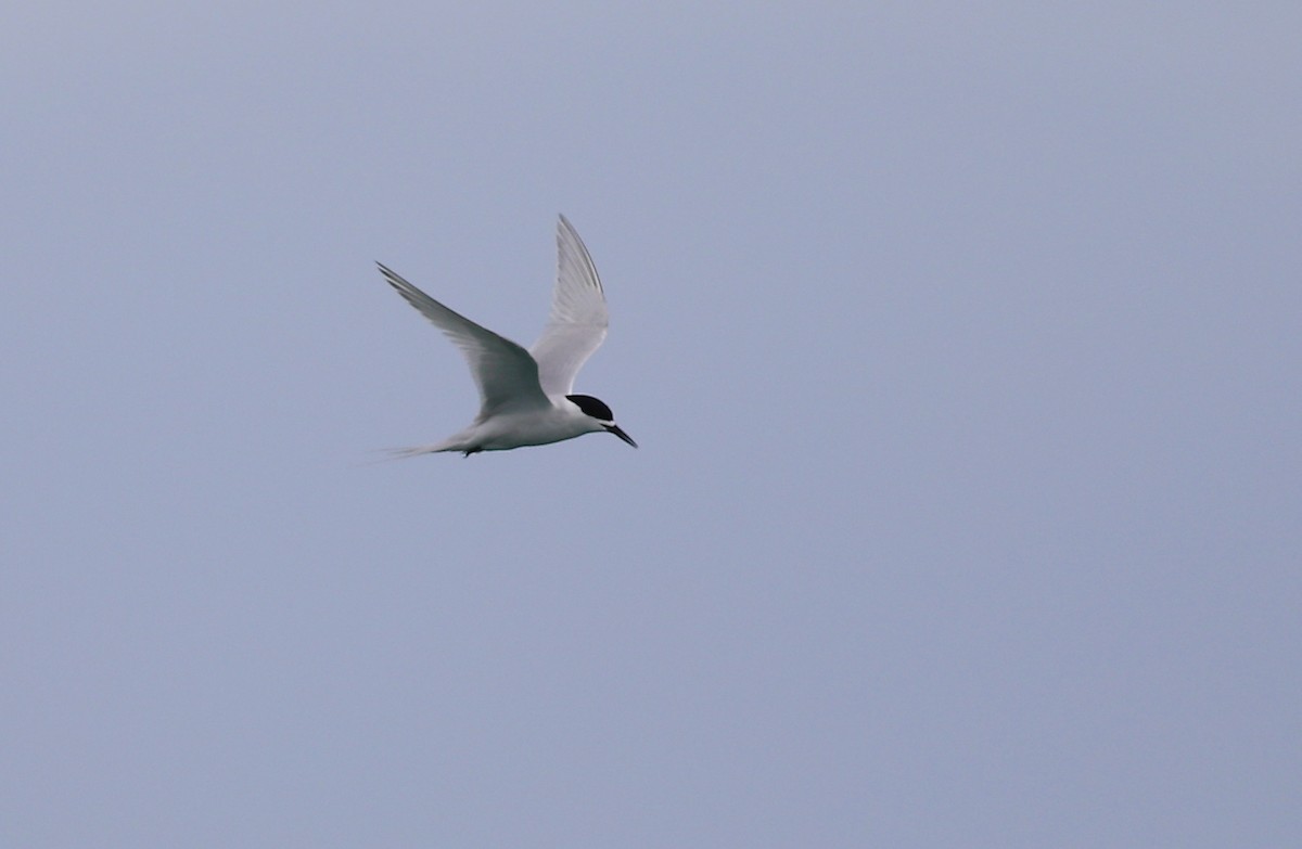 White-fronted Tern - ML620342512