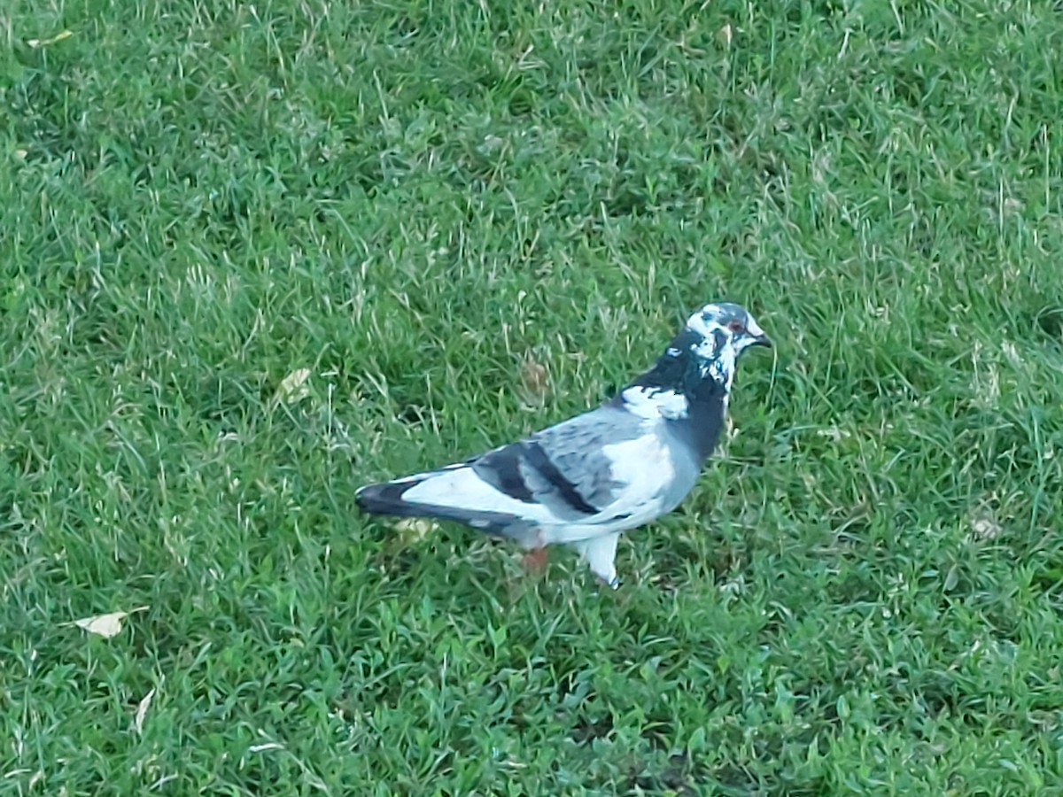 Pigeon biset (forme domestique) - ML620342513