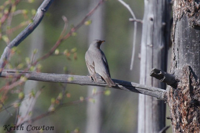 Red-throated Thrush - ML620342520