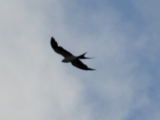 Swallow-tailed Kite - ML620342529