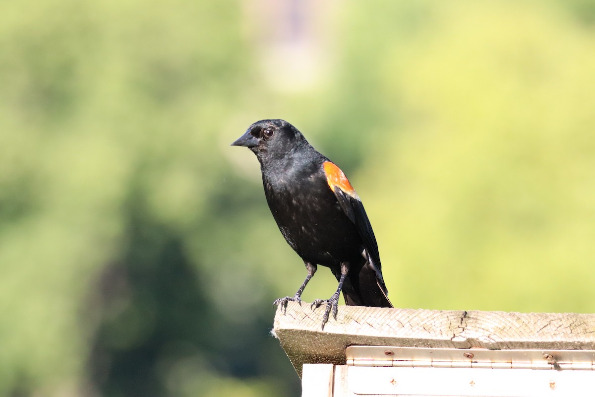 Red-winged Blackbird - ML620342531