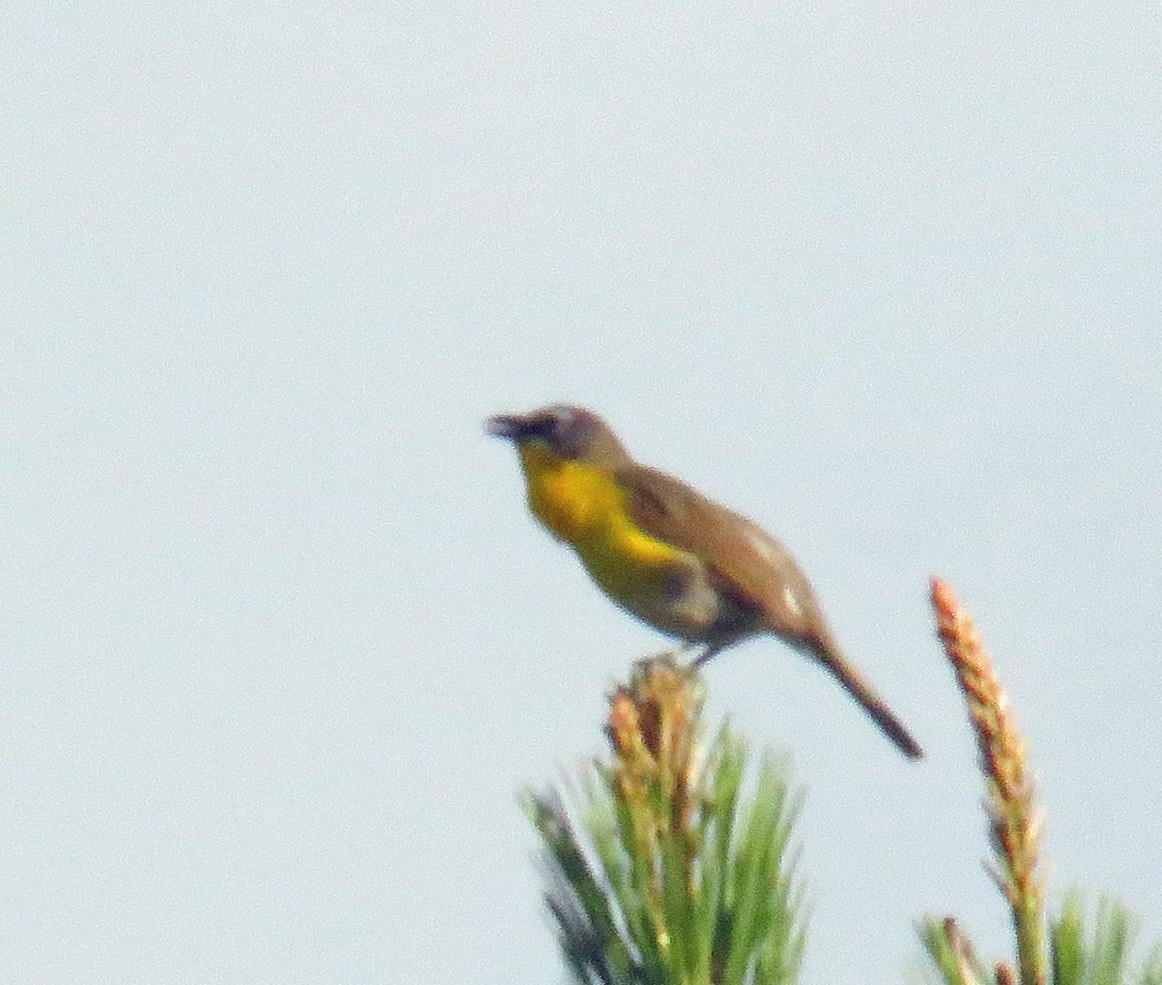 Yellow-breasted Chat - ML620342534