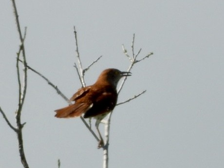 Brown Thrasher - ML620342541