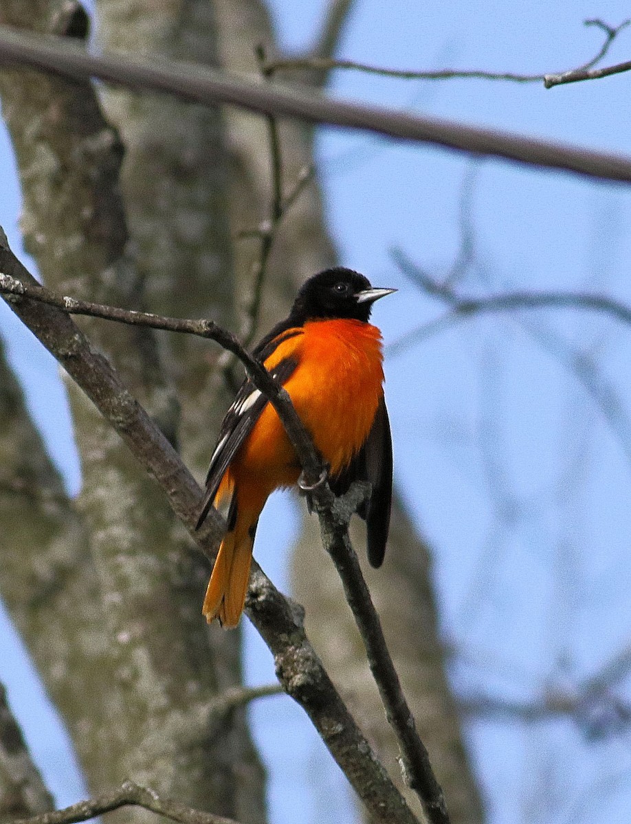 Baltimore Oriole - ML620342543