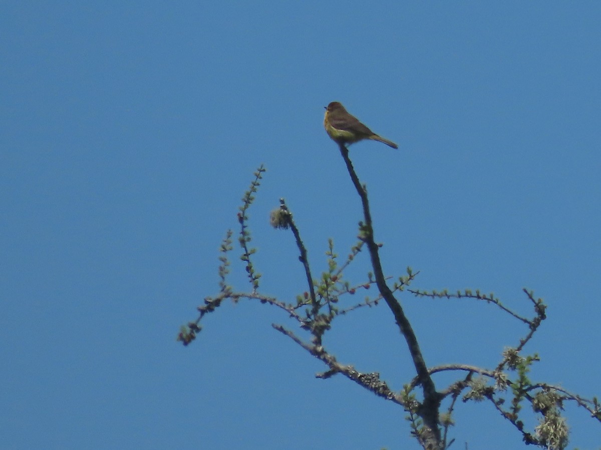 Palm Warbler - ML620342551