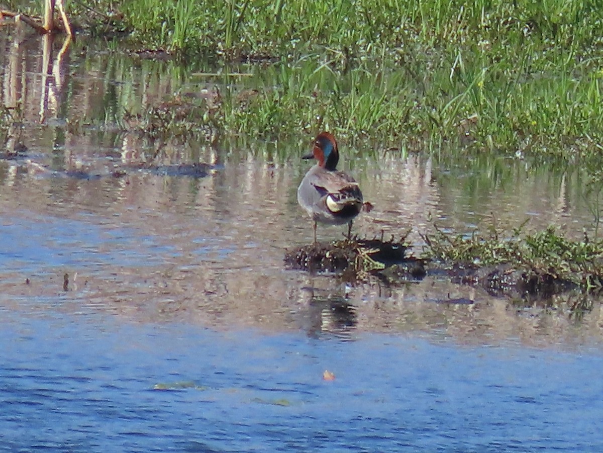 Green-winged Teal - ML620342553