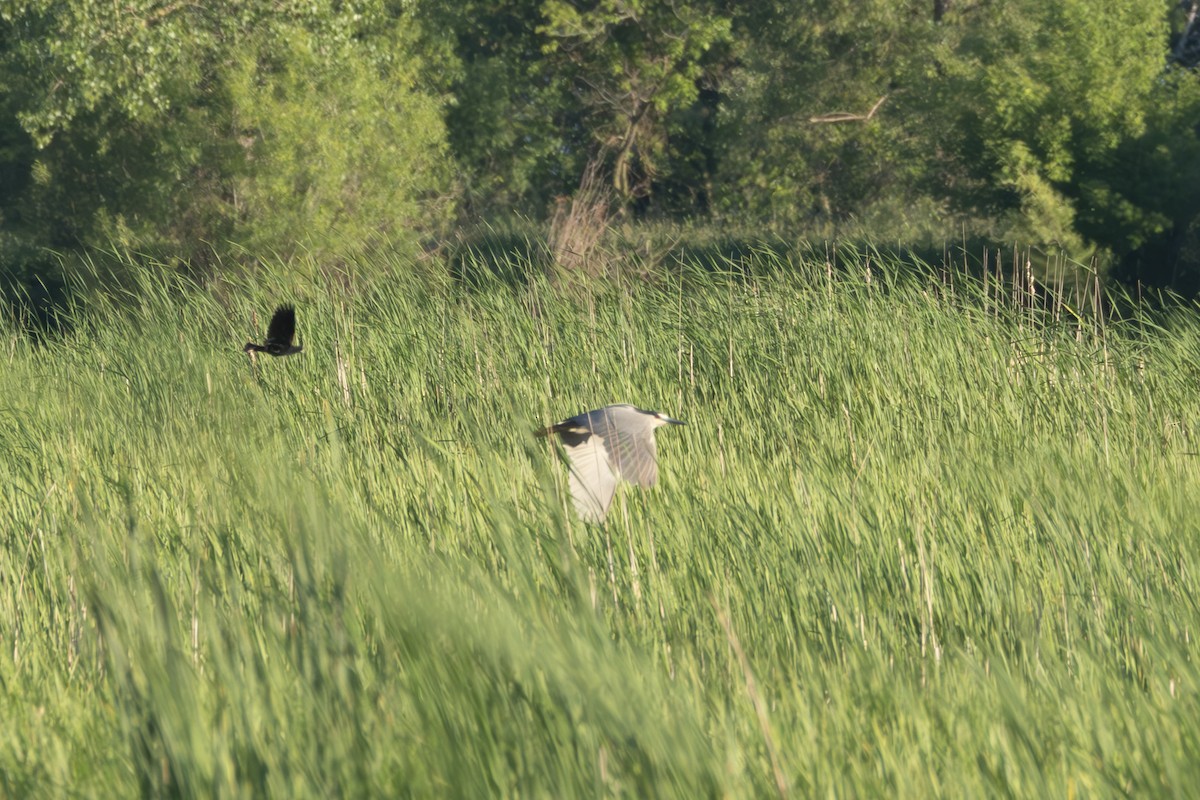 Black-crowned Night Heron - ML620342556