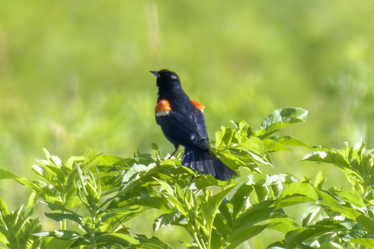 Red-winged Blackbird - ML620342566