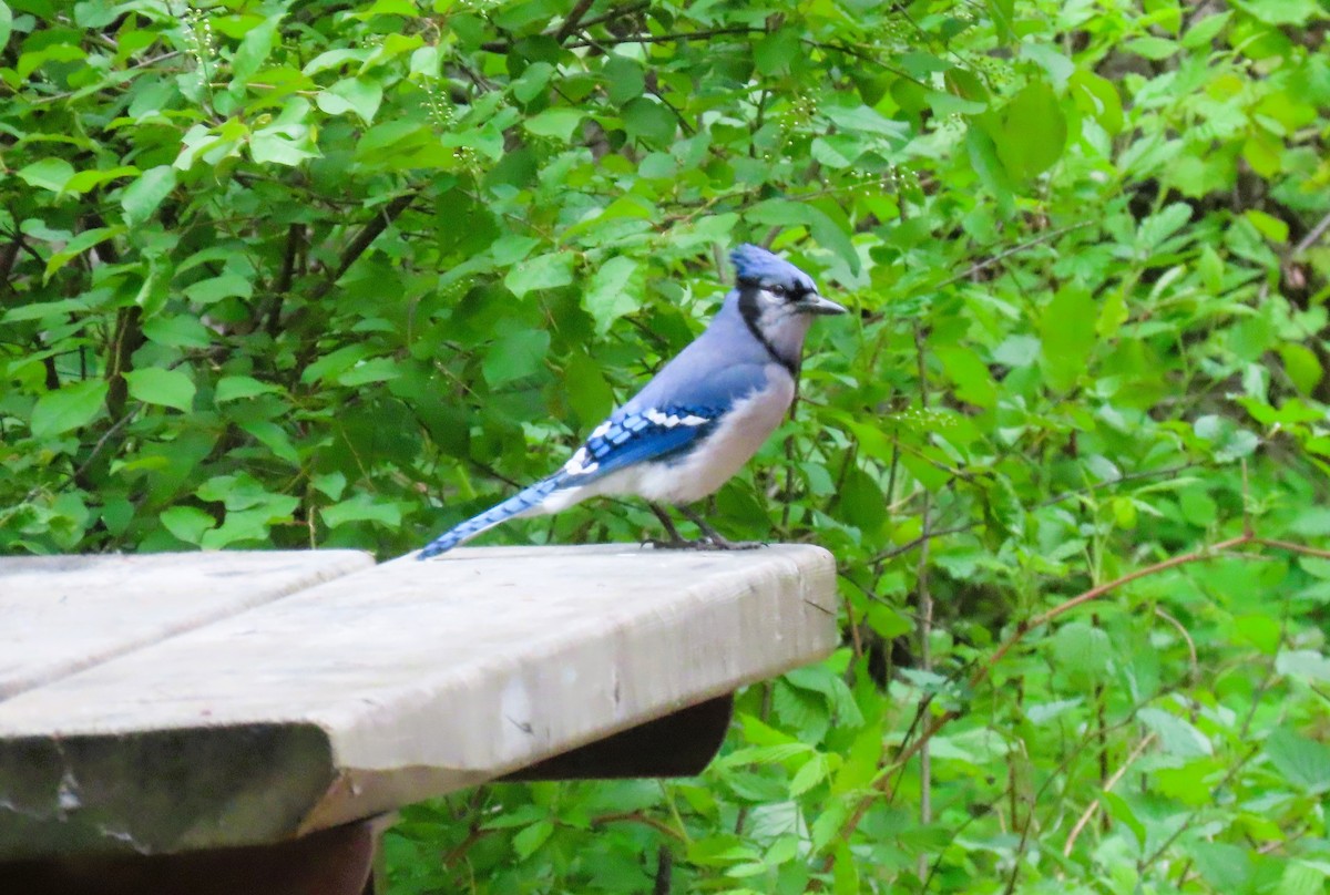 Blue Jay - ML620342567