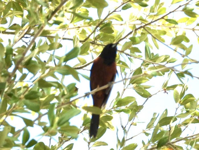 Orchard Oriole - ML620342588