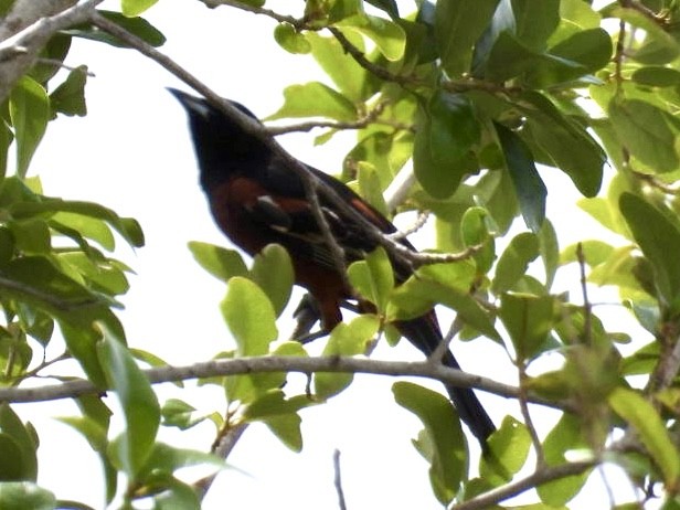 Orchard Oriole - ML620342589