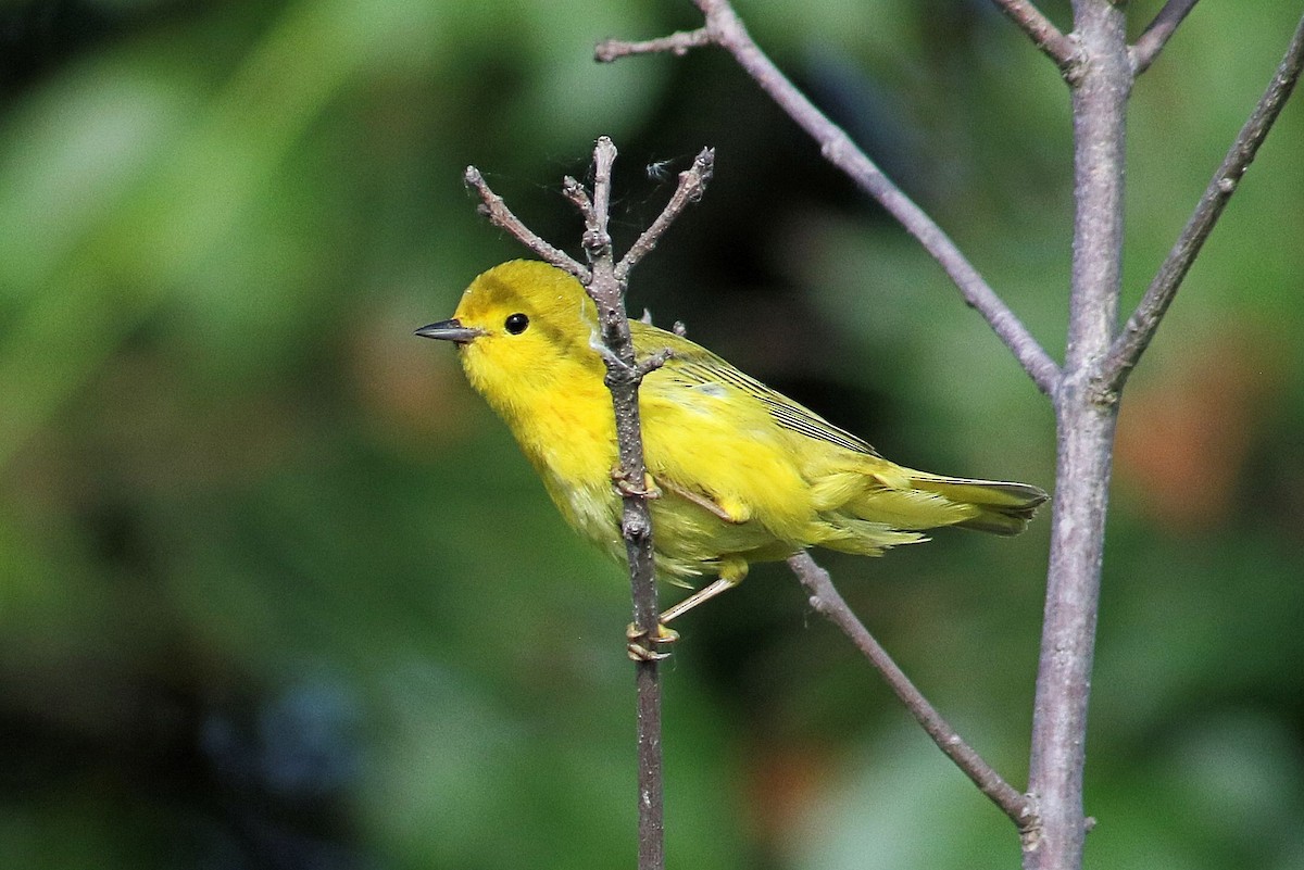 Yellow Warbler - ML620342595