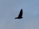 Northern Rough-winged Swallow - ML620342625