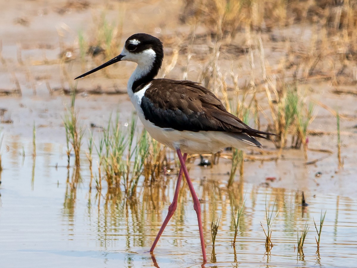 Black-necked Stilt - ML620342632