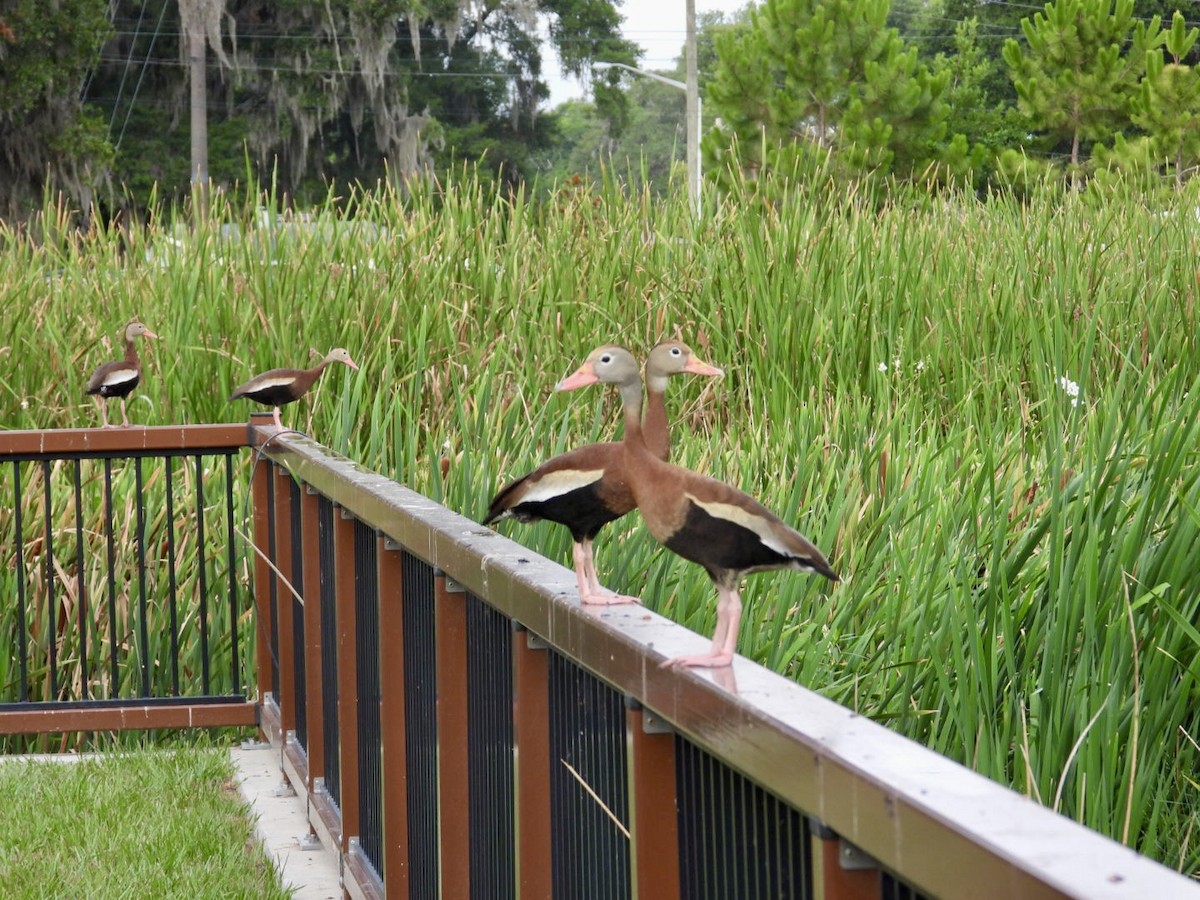 Black-bellied Whistling-Duck - ML620342636