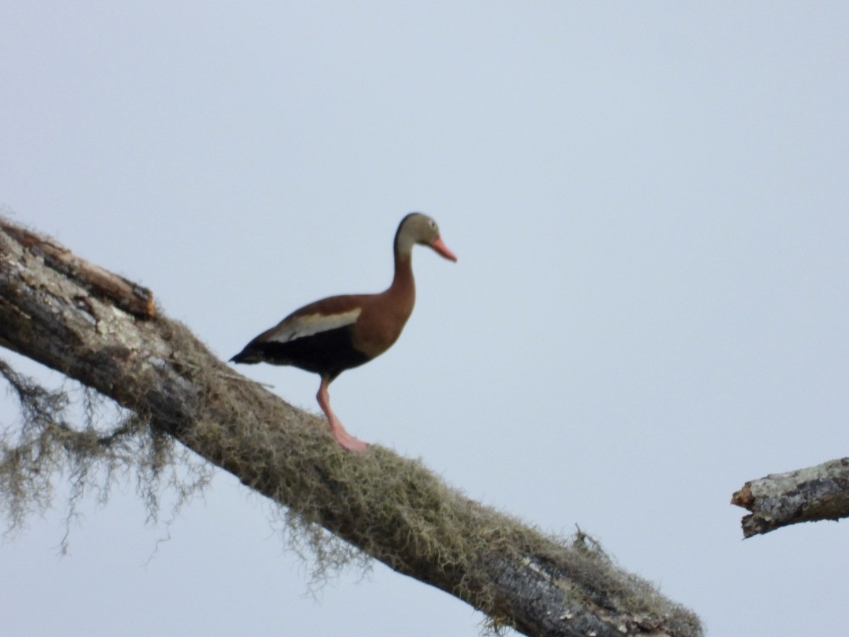 Dendrocygne à ventre noir - ML620342637