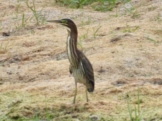 Green Heron - ML620342647