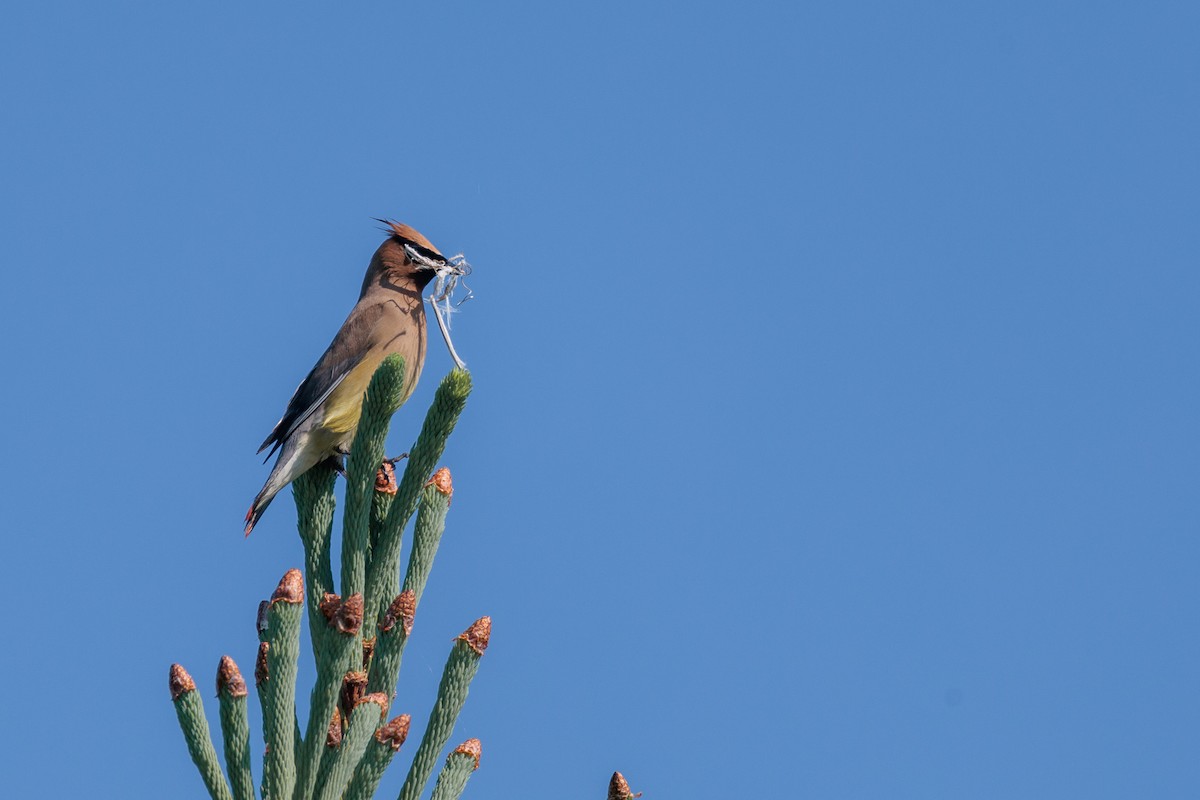 Cedar Waxwing - ML620342656