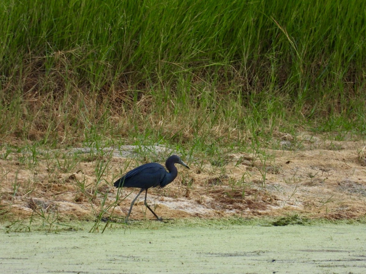 Little Blue Heron - ML620342658