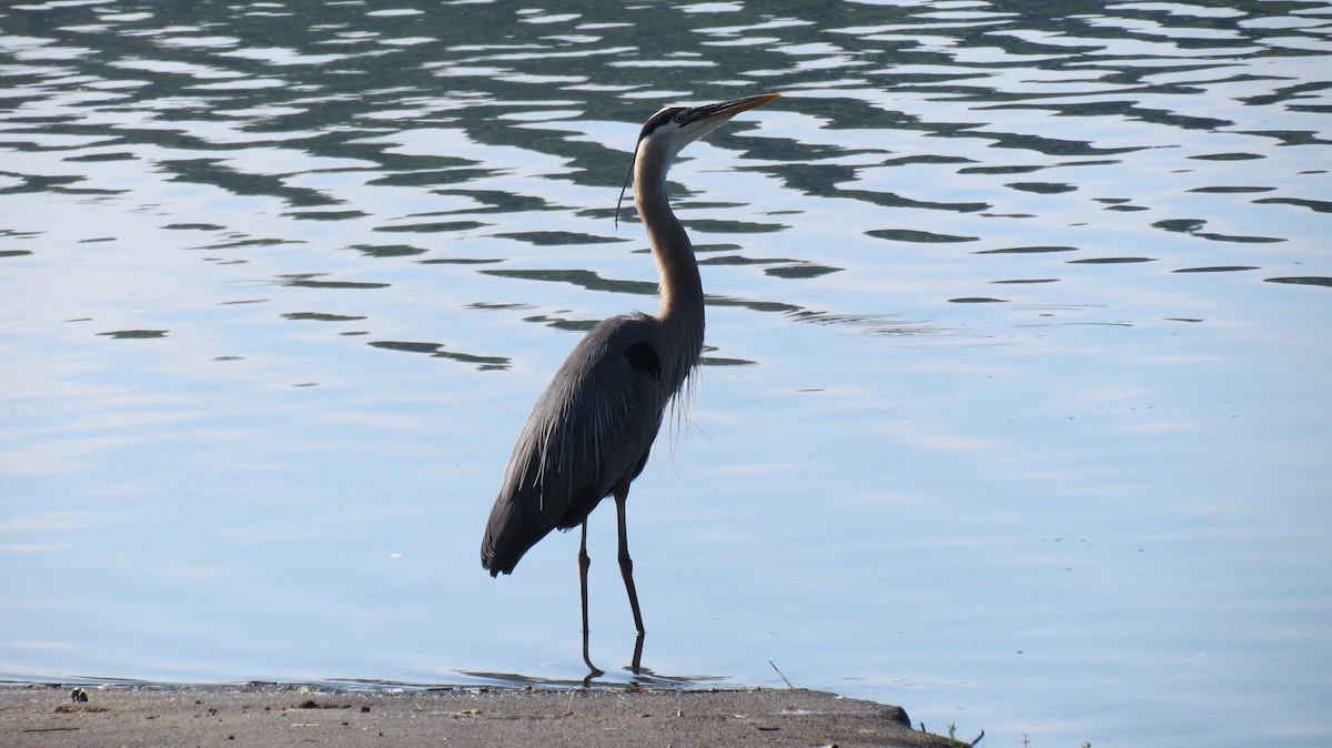 Great Blue Heron - Frank Durso