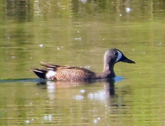 Blue-winged Teal - ML620342678