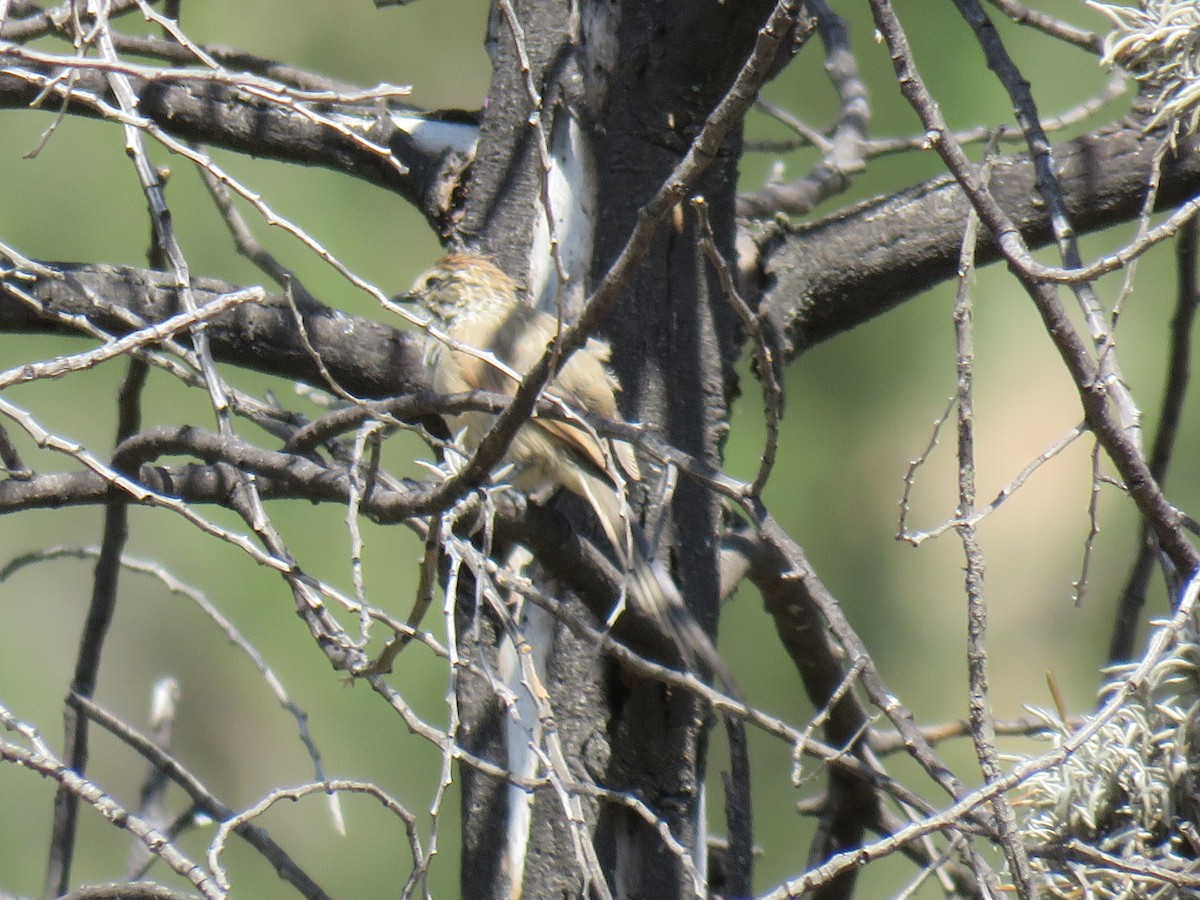 Plain-mantled Tit-Spinetail - ML620342680