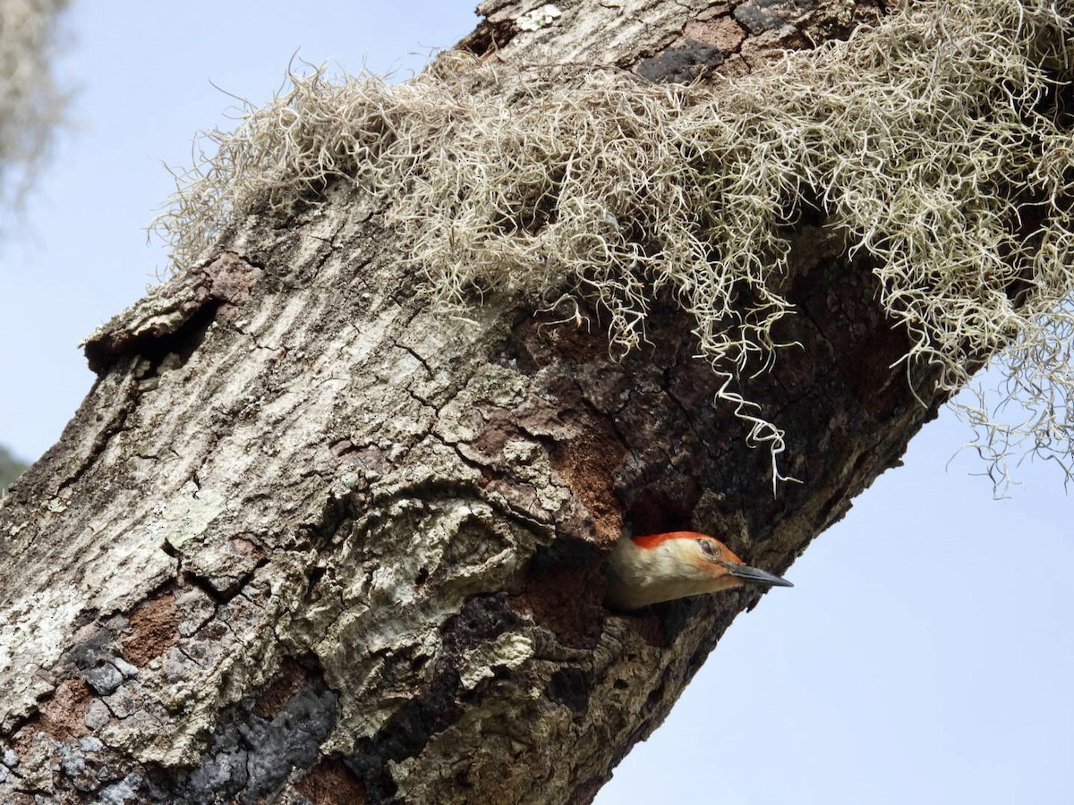 Red-bellied Woodpecker - ML620342686