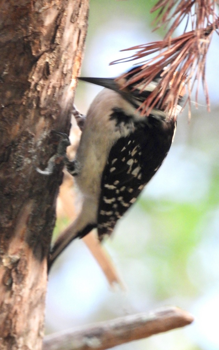 Hairy Woodpecker - ML620342690