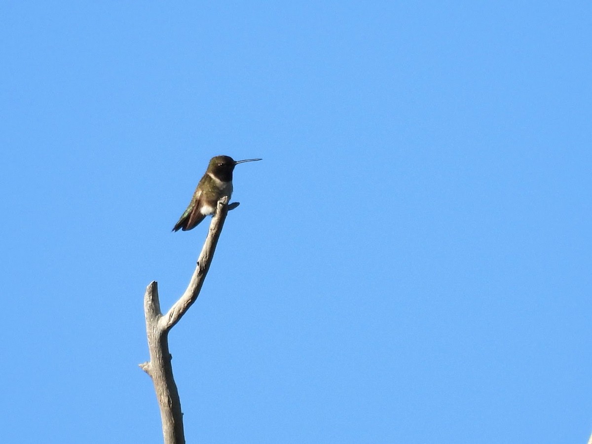 Black-chinned Hummingbird - ML620342693