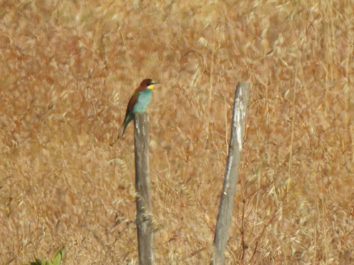 European Bee-eater - João Tiago Ribeiro