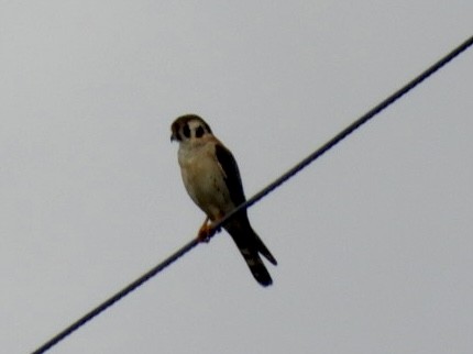 American Kestrel - ML620342697