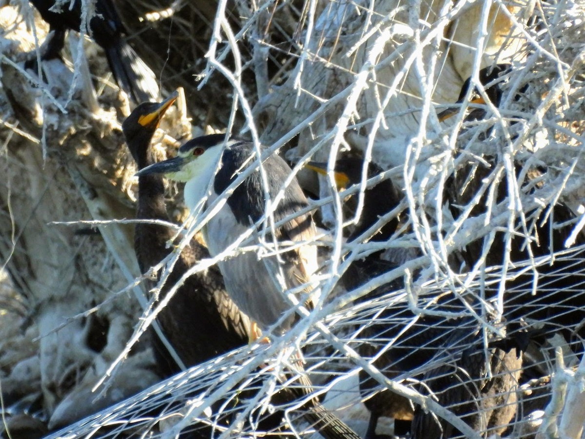 Black-crowned Night Heron - patricia kuzma sell