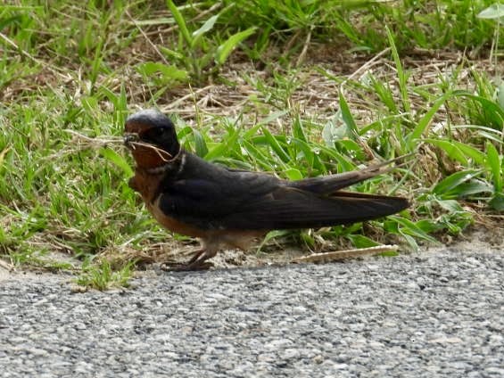 Barn Swallow - ML620342709