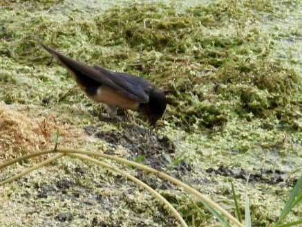 Barn Swallow - ML620342710