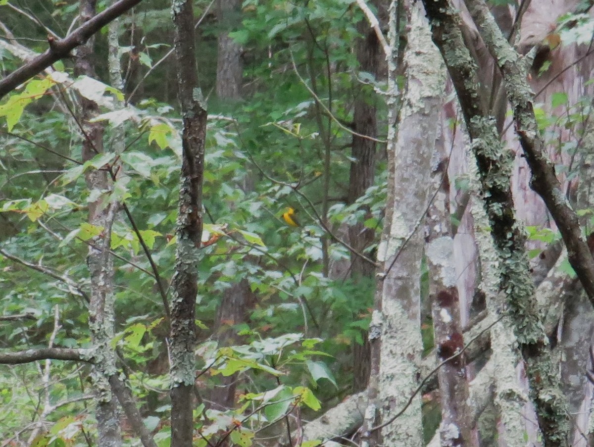 Prothonotary Warbler - ML620342719