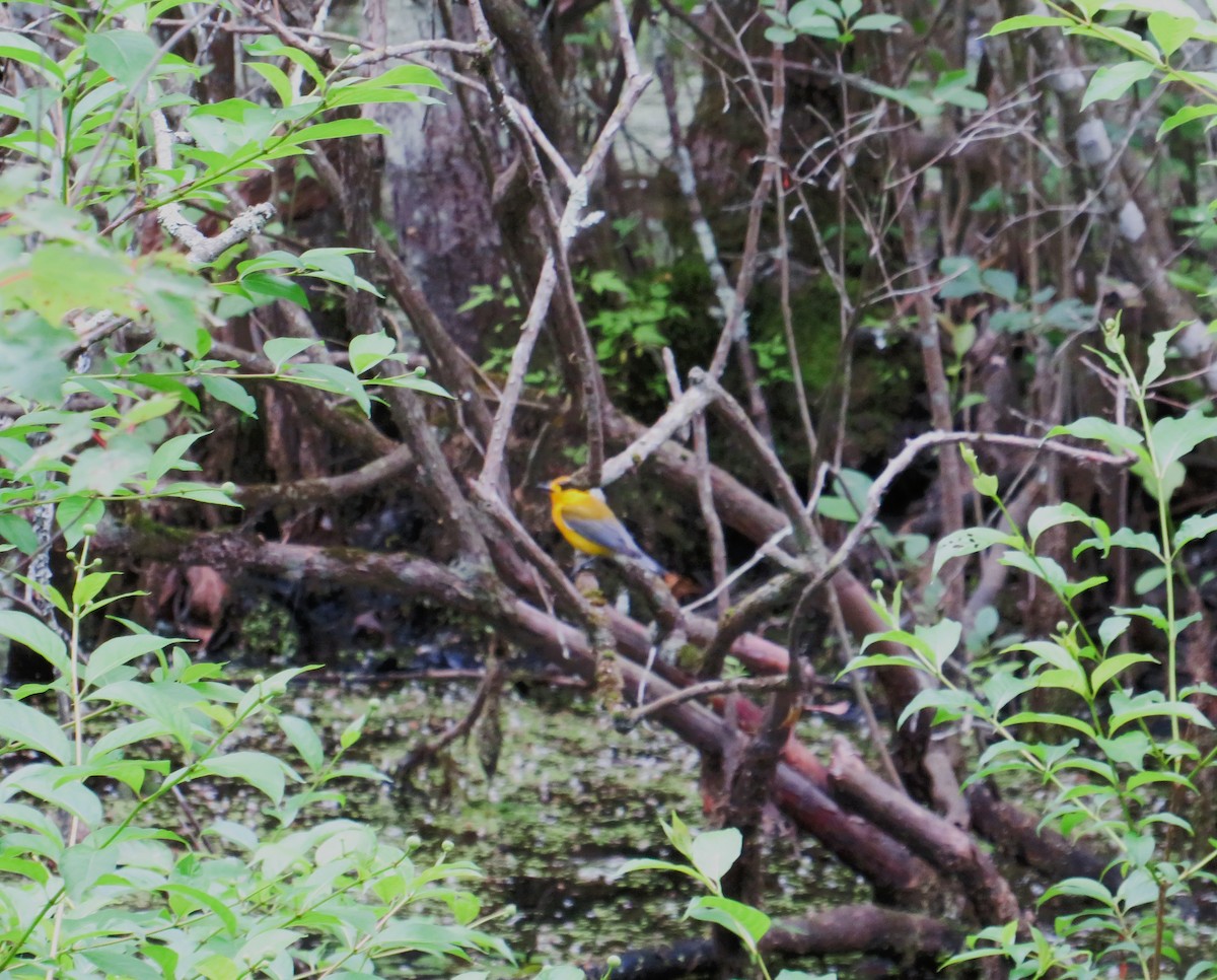 Prothonotary Warbler - ML620342728