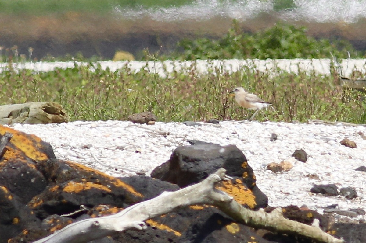 Red-breasted Dotterel - ML620342730