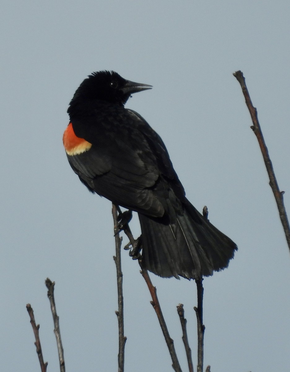 Red-winged Blackbird - ML620342750