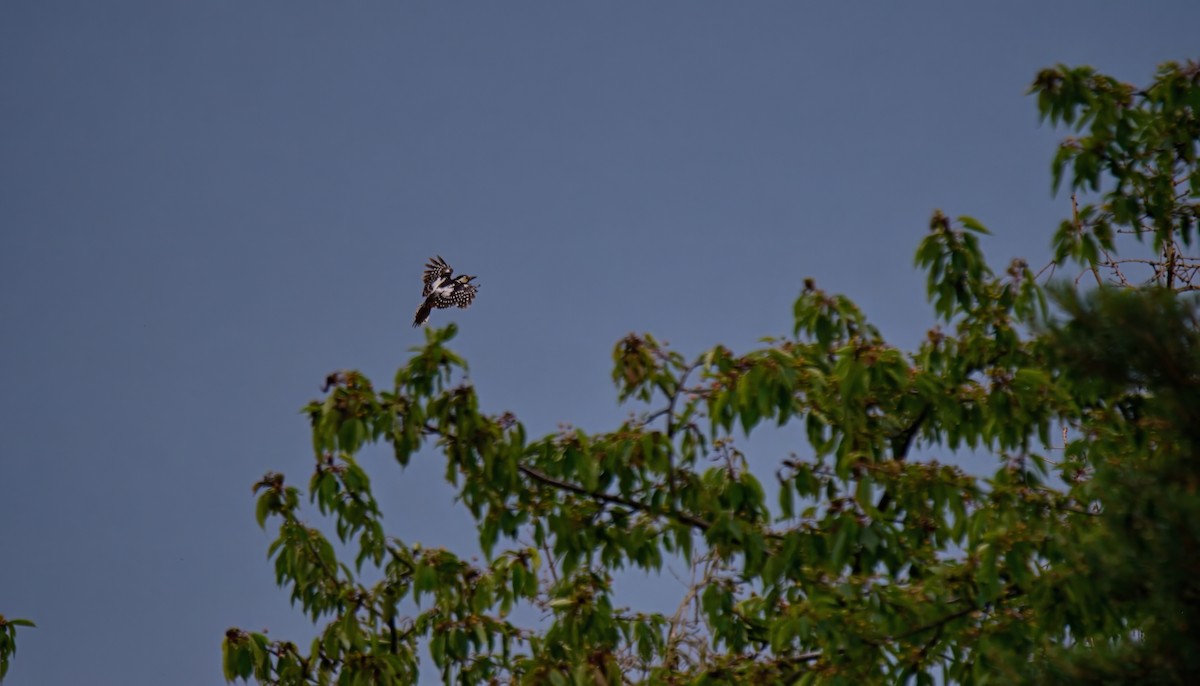 Great Spotted Woodpecker - ML620342764