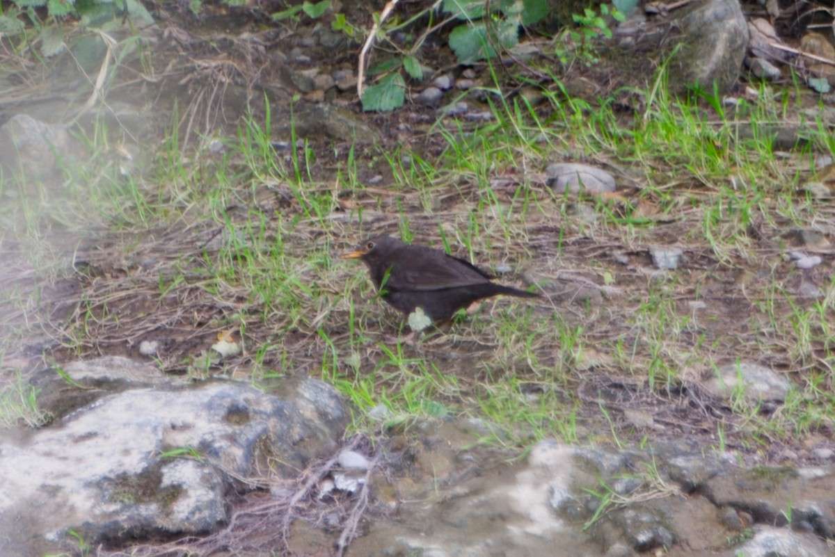 Eurasian Blackbird - ML620342781