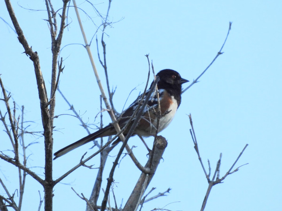 Spotted Towhee - ML620342786