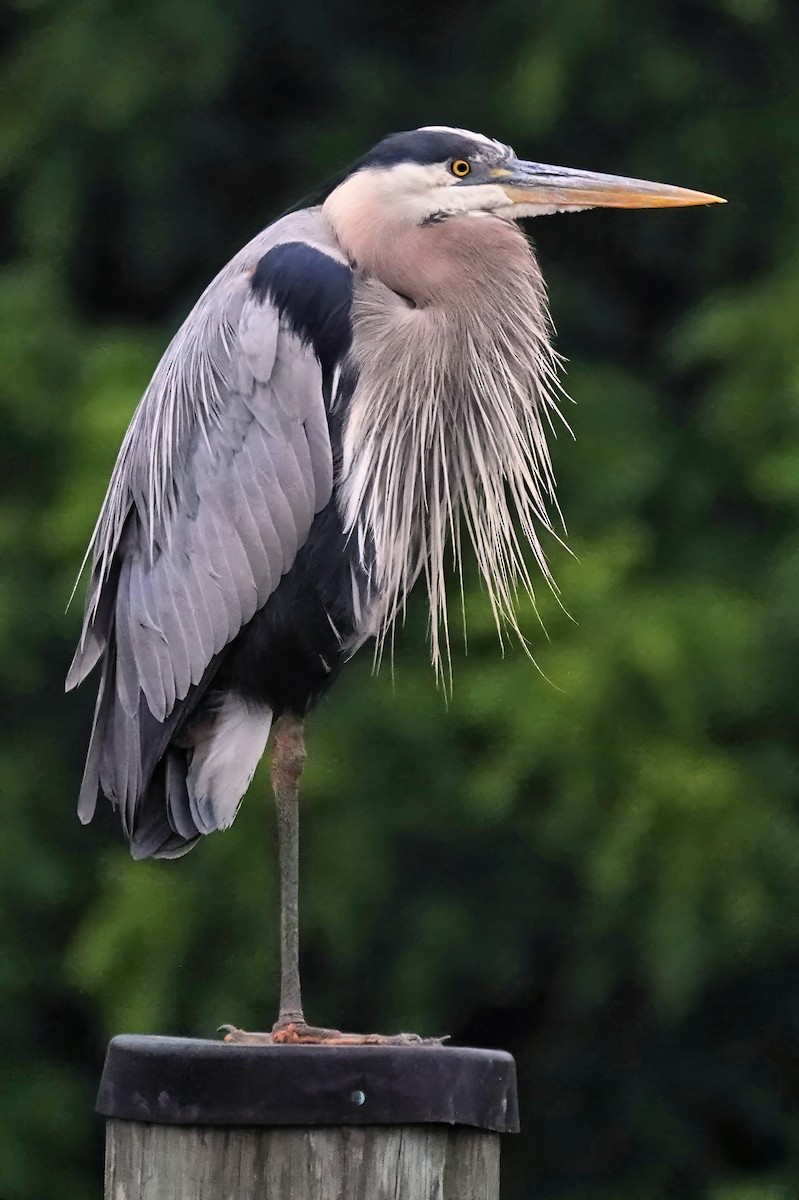 Great Blue Heron - ML620342795