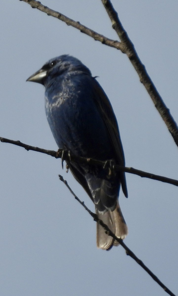 Blue Grosbeak - ML620342805