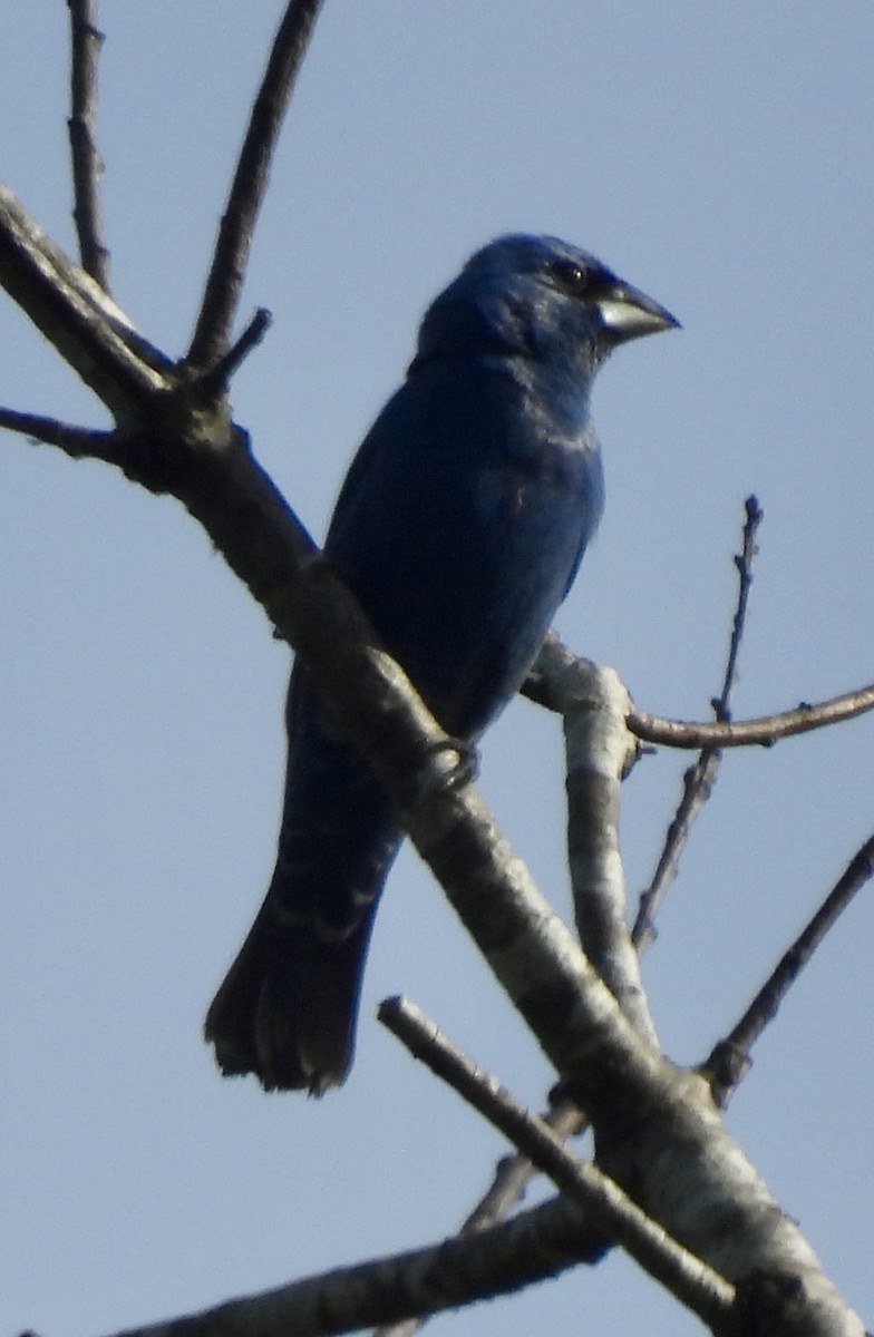 Guiraca bleu - ML620342806