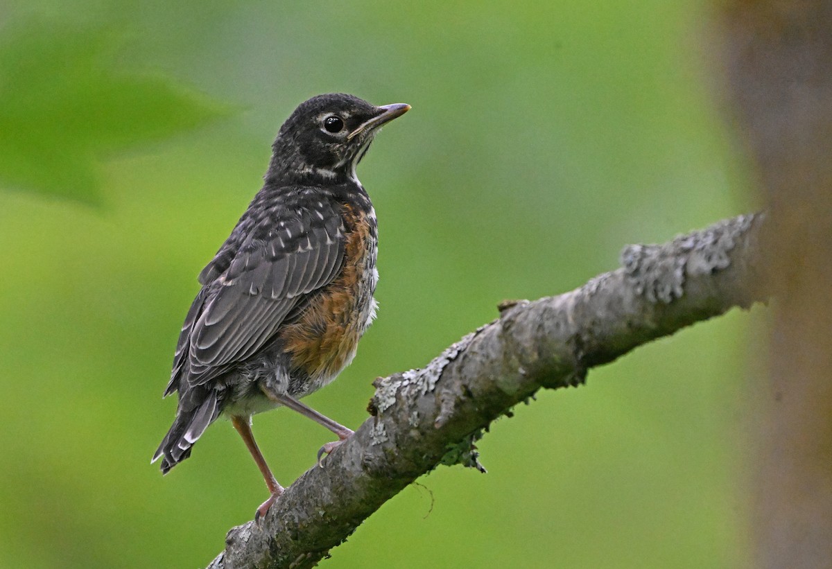 American Robin - ML620342809