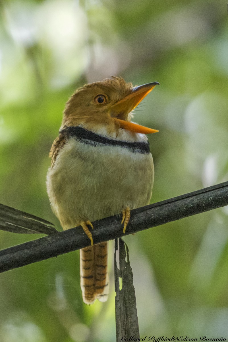 Collared Puffbird - ML620342811