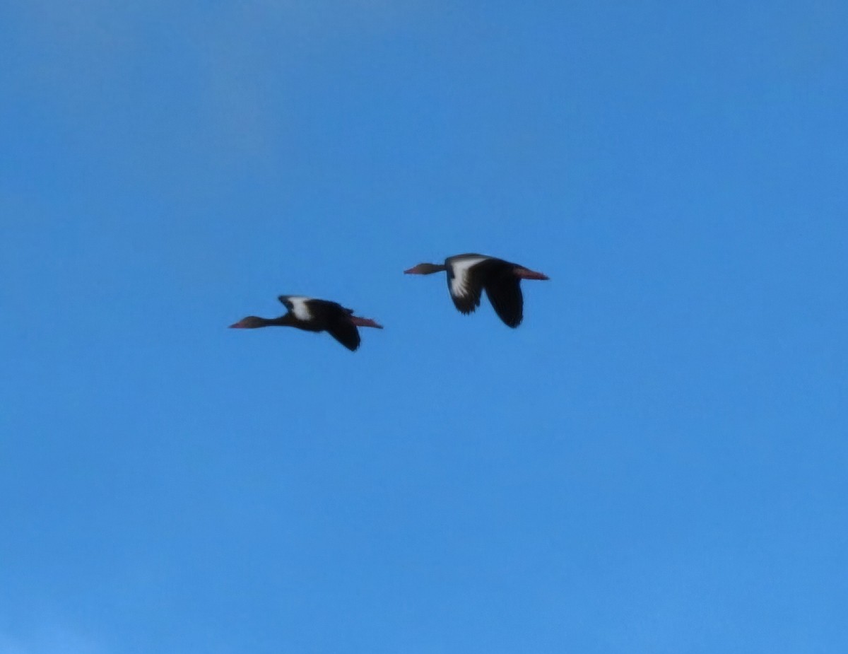 Black-bellied Whistling-Duck - ML620342834